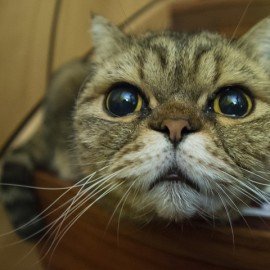 餵食流浪貓的道德哲學 餵食流浪貓的道德哲學
