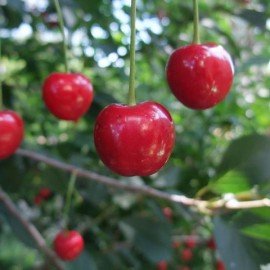 看電影學統計:p值的陷阱 (3) – 「摘櫻桃」問題 看電影學統計:p值的陷阱 (3) – 「摘櫻桃」問題