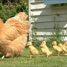 政治科學家怎麼看待台灣選舉的「母雞帶小雞」？