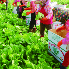 為什麼中國無法讓台灣農漁業發大財：談政治訂單及契作虱目魚